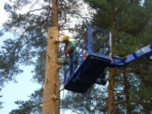 Puunkaadot turvallisesti